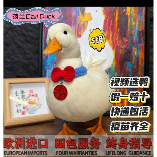 假一赔十活宠物柯尔鸭包邮保活