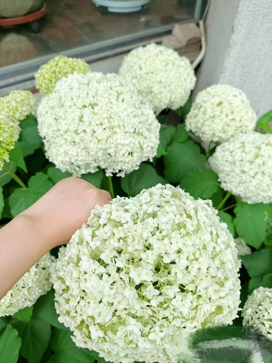 无敌贝拉绣球