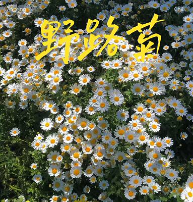 拓路菊