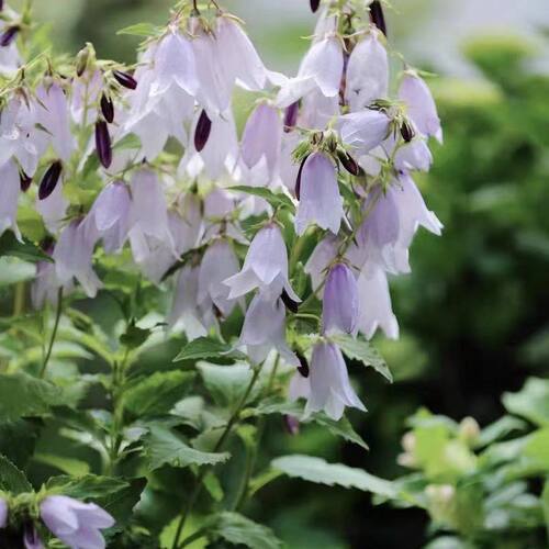 新品风铃草葵空非常漂亮