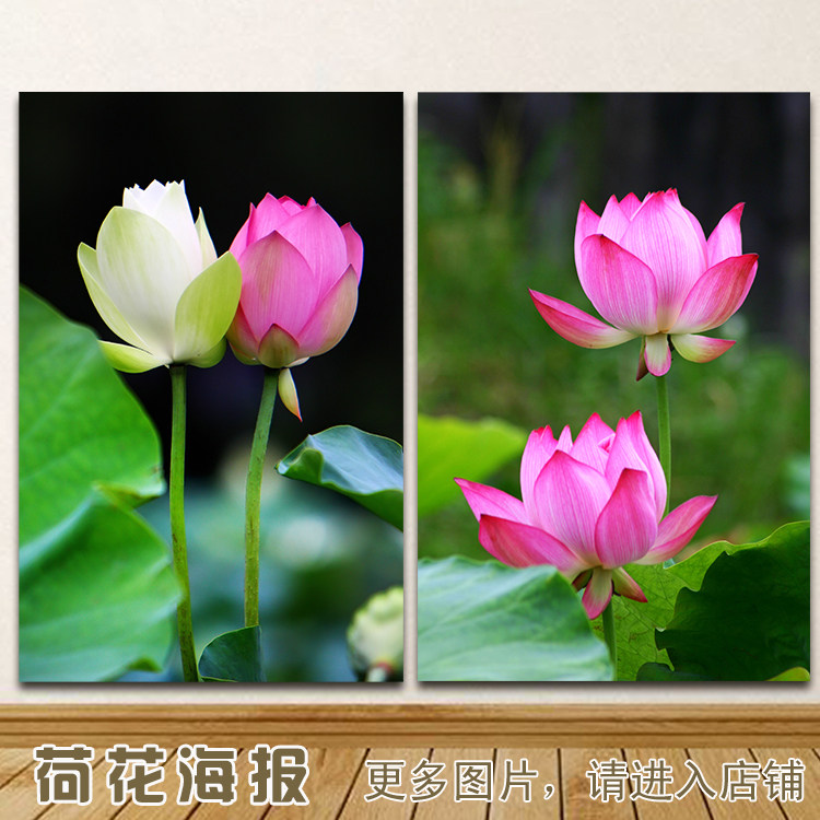 莲花两朵荷花挂画田园风景白荷花图客厅佛堂中堂背景自粘装饰画