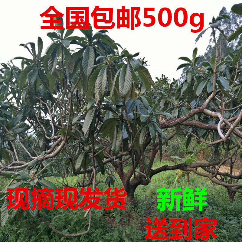 原产地新鲜 枇杷叶现摘现发货 琵琶叶 500g一斤包邮 送新枇杷花干