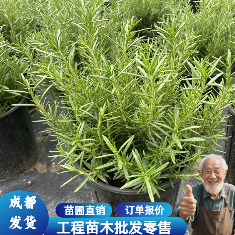 迷迭香草苗盆栽室内阳台清新香气植物常绿艾菊庭院花镜绿篱多年生