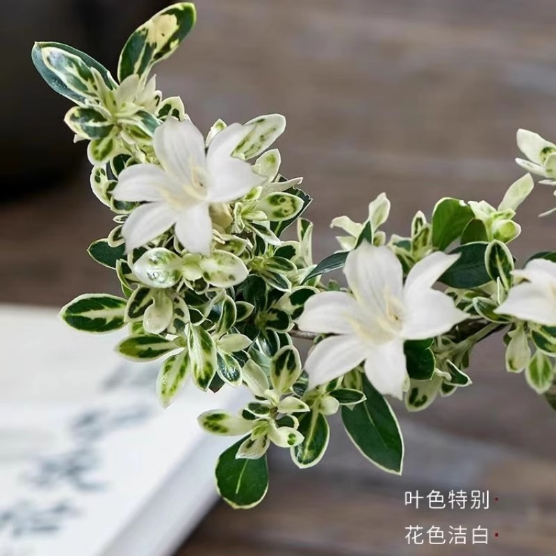 六月雪盆栽室内桌面办公桌好养造景绿植悬崖式造型小盆景四季常青