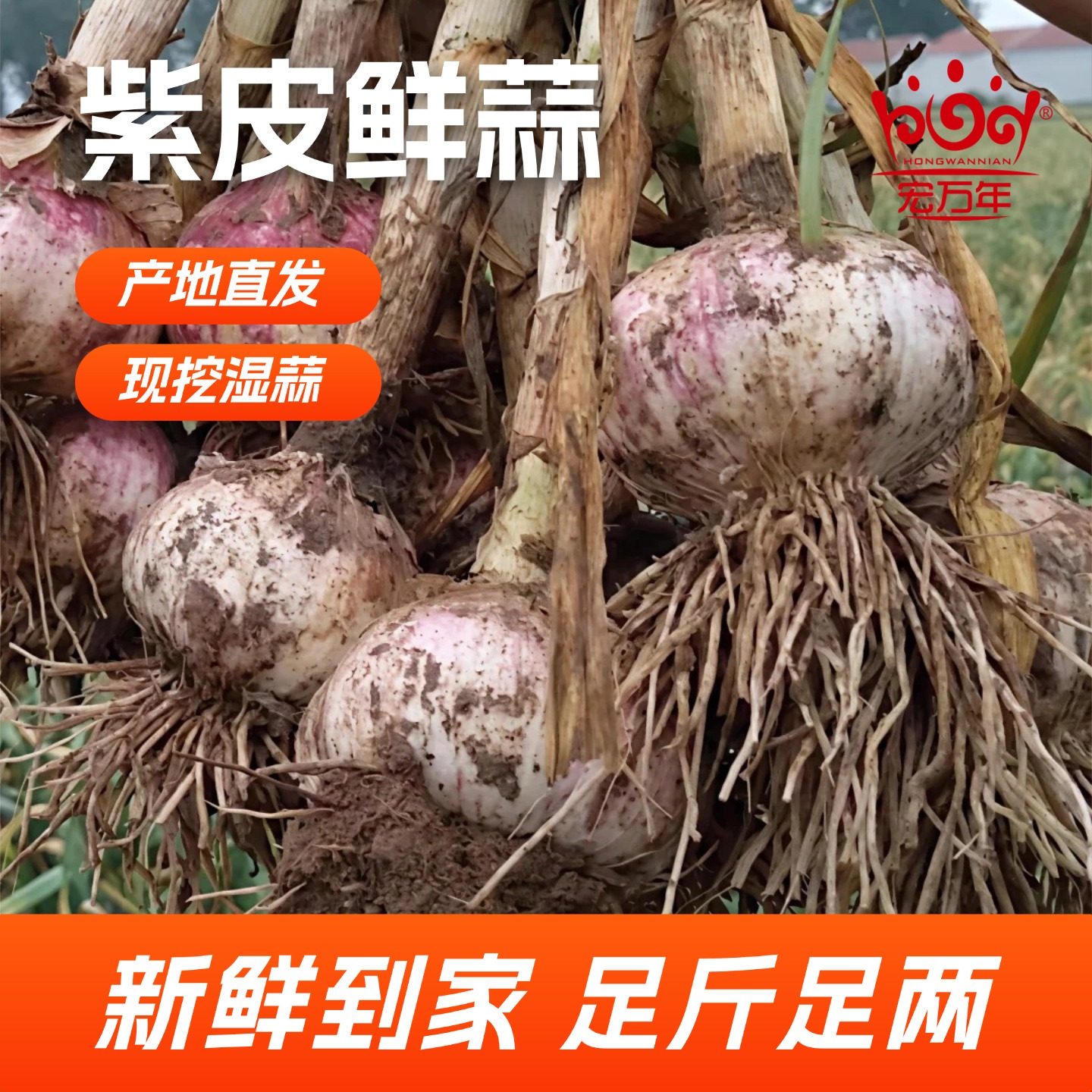 2025年新蒜山东金乡宏万年新鲜紫皮大蒜鲜蒜现挖多瓣湿蒜非干蒜,水产肉类/新鲜蔬果/熟食,大蒜,淘宝优惠券,粉丝福利购,淘宝优惠卷