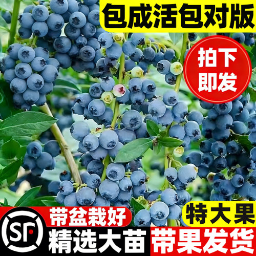 L25花香蓝莓苗室内外四季南北方种植果蓝莓树果苗特大号盆栽地栽