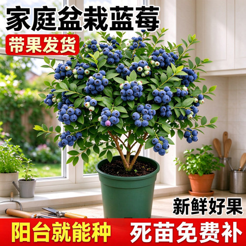 蓝莓树苗盆栽大果超甜爆汁