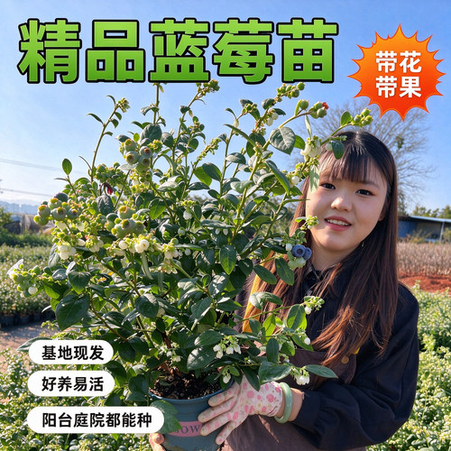 蓝莓树苗带花苞带果花香蓝莓南北方种植L25当年结果原盆原土果树