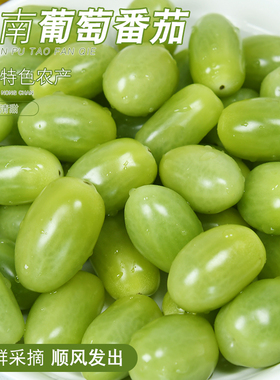 大理葡萄番茄清甜多汁沙拉生食青色绿色圣女果小西红柿新鲜水果