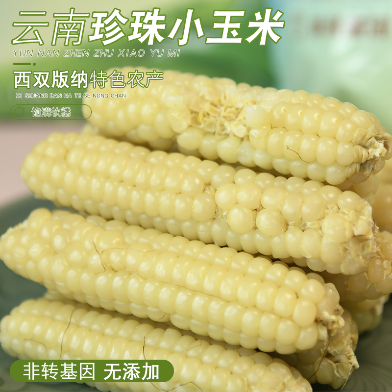 云南西双版纳拇指小玉米