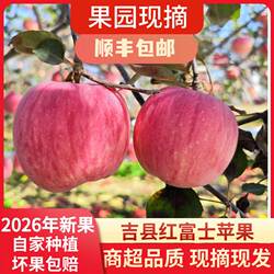2026山西吉县苹果正宗红富士苹果水果新鲜应当季现摘脆甜产地顺丰