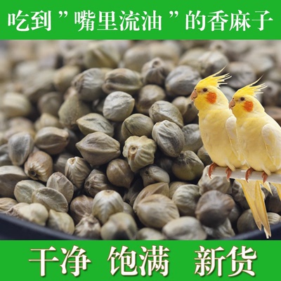 甘肃特产天水麻子大颗粒原味五香生麻子籽火麻子人吃零食新货包邮