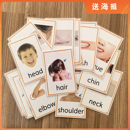 真人体身体部位英语认知卡片教具