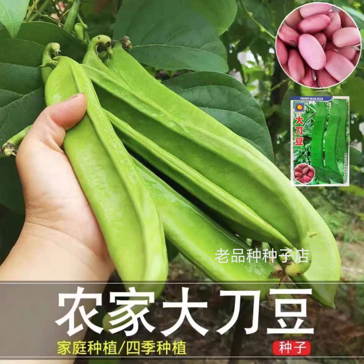 老品种大红刀豆种子巴西豆四季农家爬藤菜蔬菜种孑巨型大豆角种籽
