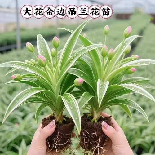 净化王金边吊兰盆栽室内好养