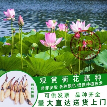 大型观赏荷花种藕苗 莲藕种苗 