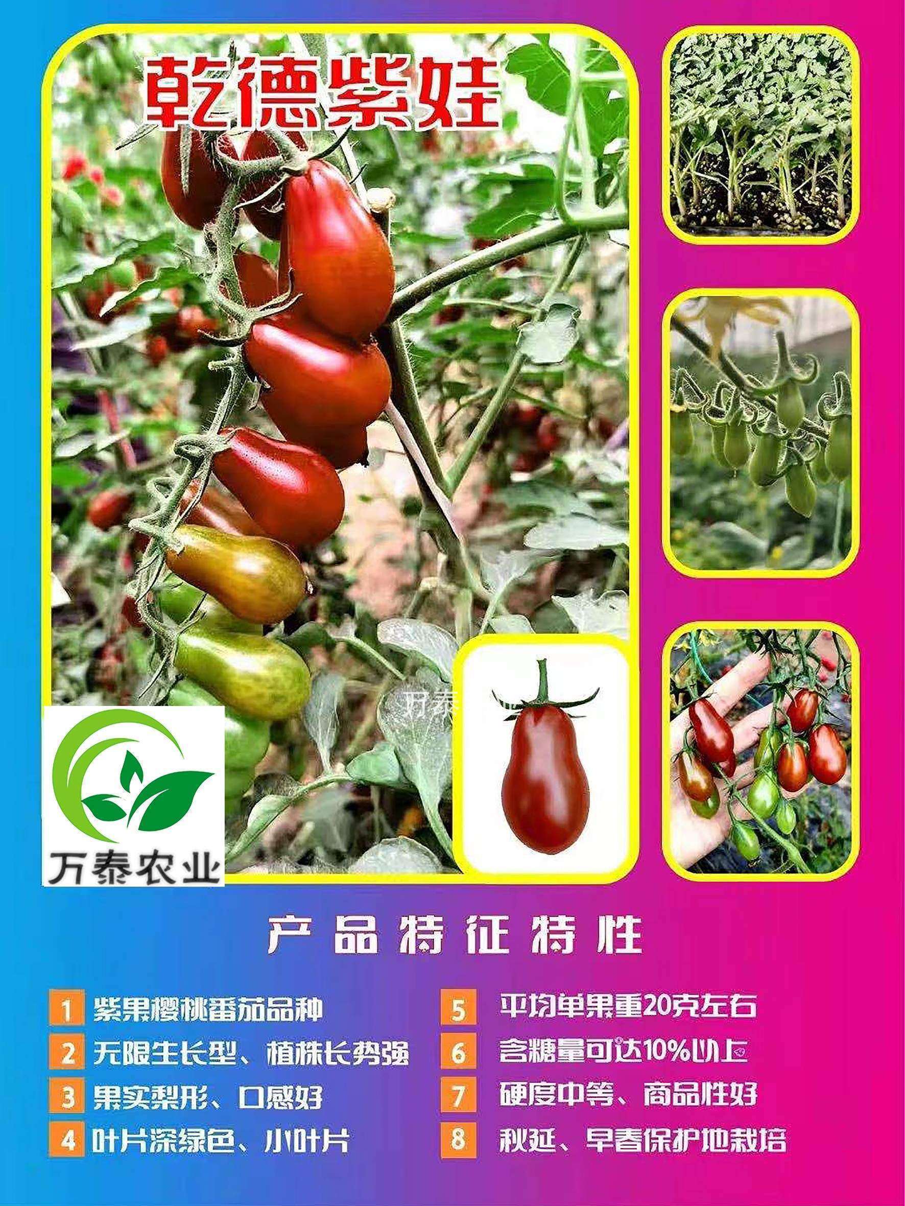乾德紫娃zi色特色樱桃番茄小西红柿品种苗子口感好抗病高产包邮