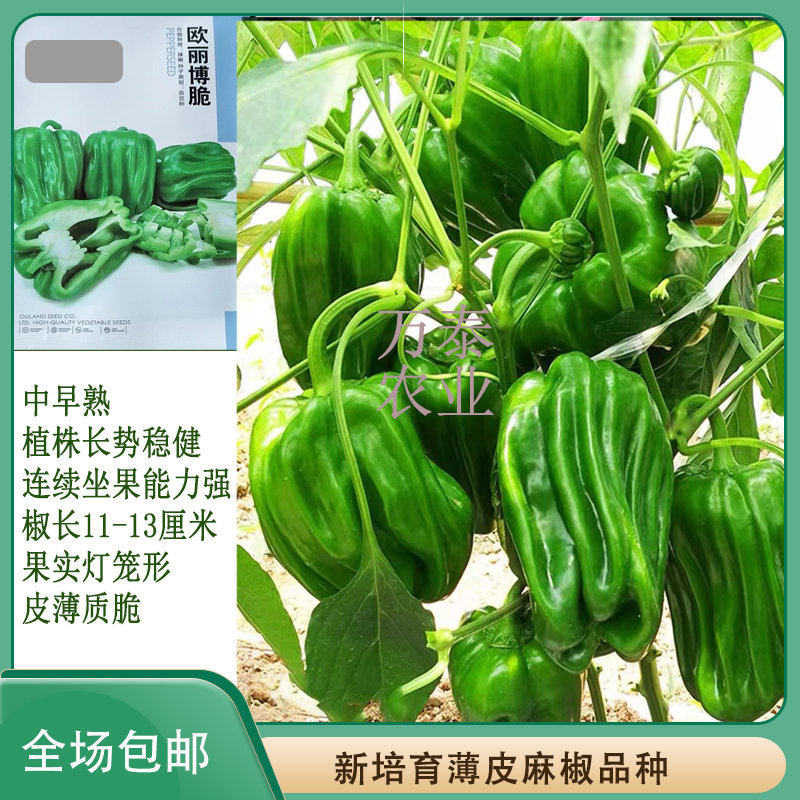 欧丽博脆薄皮麻椒种子麻辣椒种子皮薄质脆麻辣味口感好品质佳高产