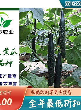 胜达2号万泰冬季优质进口黄瓜新品种 抗病高产 强雌油亮耐热条直