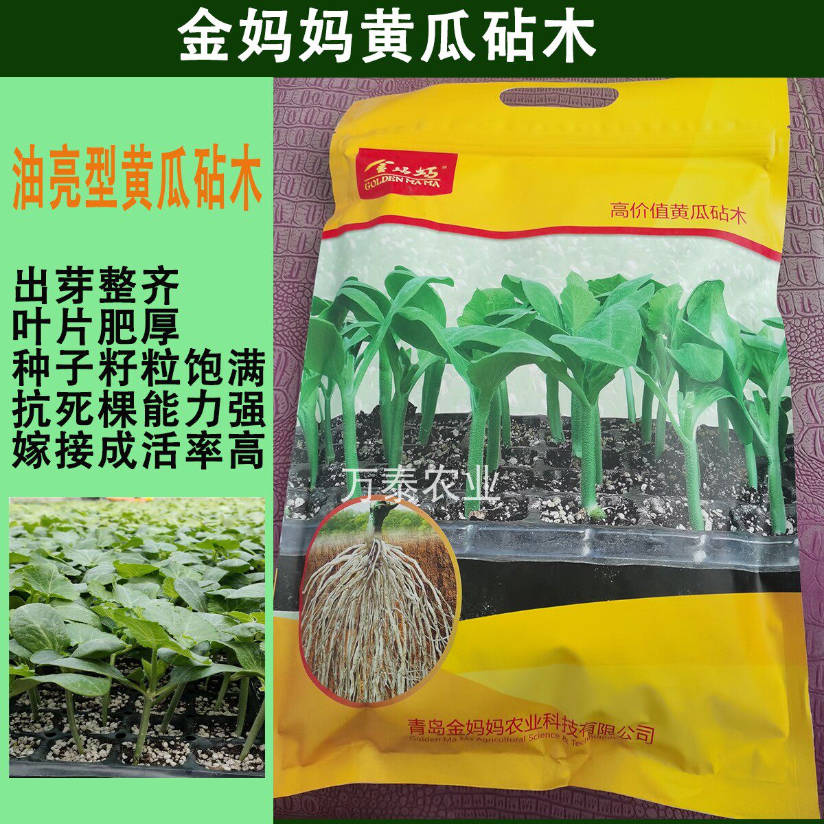 黄瓜嫁接南瓜砧木砧大力1989金妈妈1943霸图613全福太郎亘青优藤