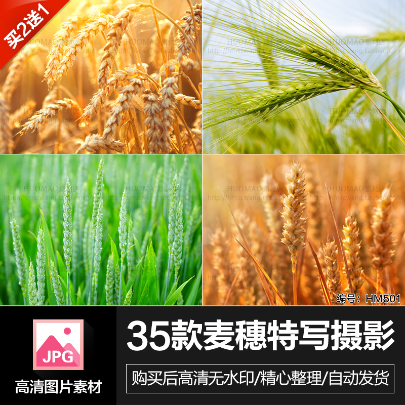 高清金黄小麦田地麦穗庄稼成熟丰收摄影特写壁纸照片