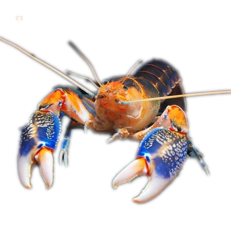 2021鳌虾苗鱼缸l观赏虾水里养的宠物小龙L虾苗淡水龙虾苗水族淡水