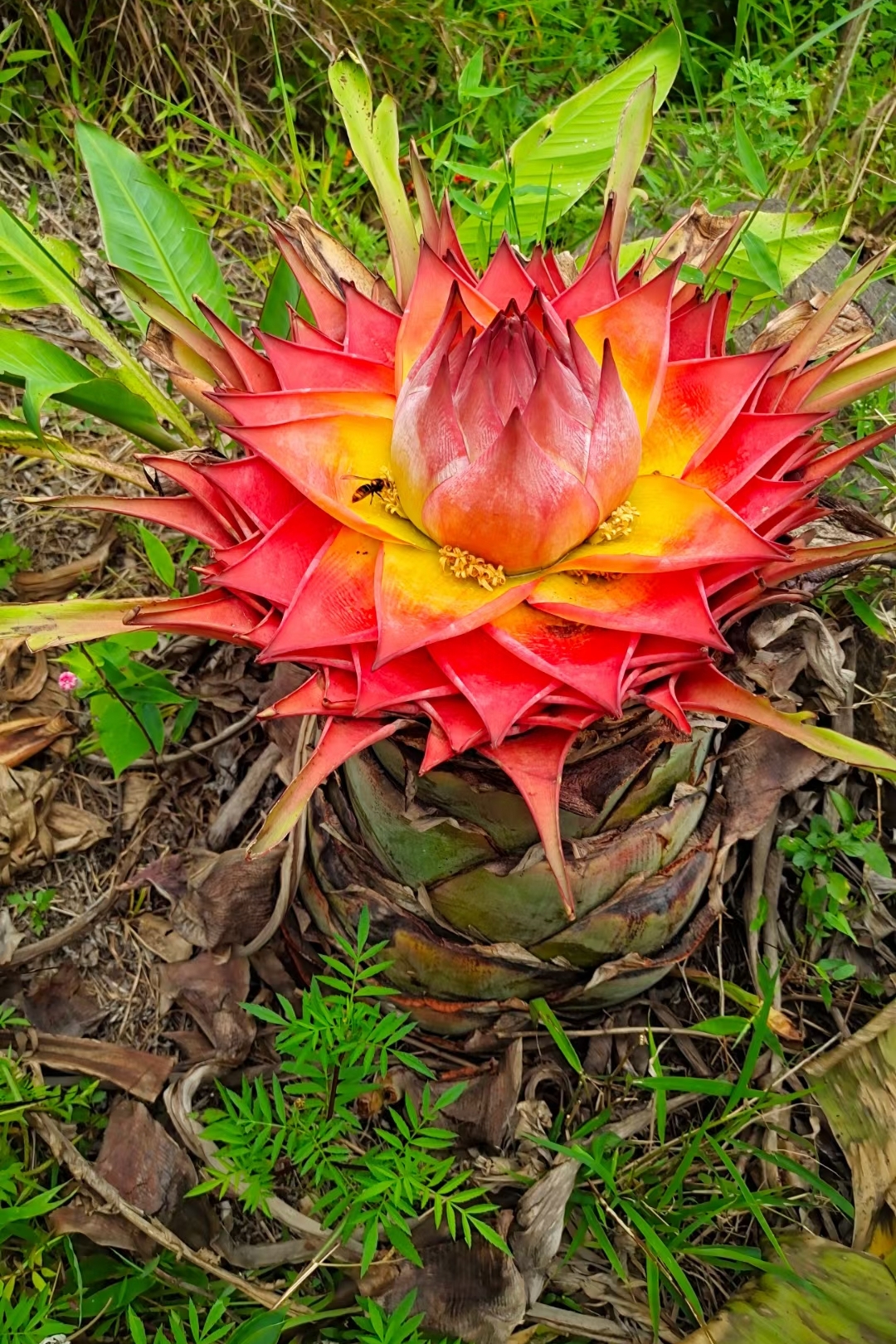 紫红莲花千瓣莲花地涌金莲红莲特色巨型花卉超长花期