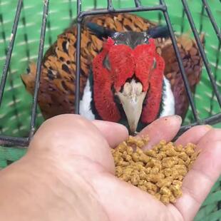 山鸡活体 七彩山鸡活体七彩山鸡七彩鸡公鸡雉鸡散养山鸡七彩鸡