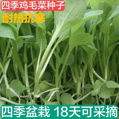 四季阳台盆栽上海蔬菜种子