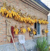 庭院阳台盆栽玉米蔬菜种籽子 可留种 传统老品种黄玉米 农家苞米