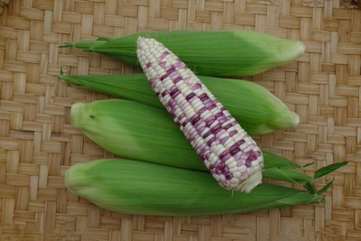 老品种彩甜糯玉米种子韭转基因可留种子彩色糯玉米孑阳台盆栽种子