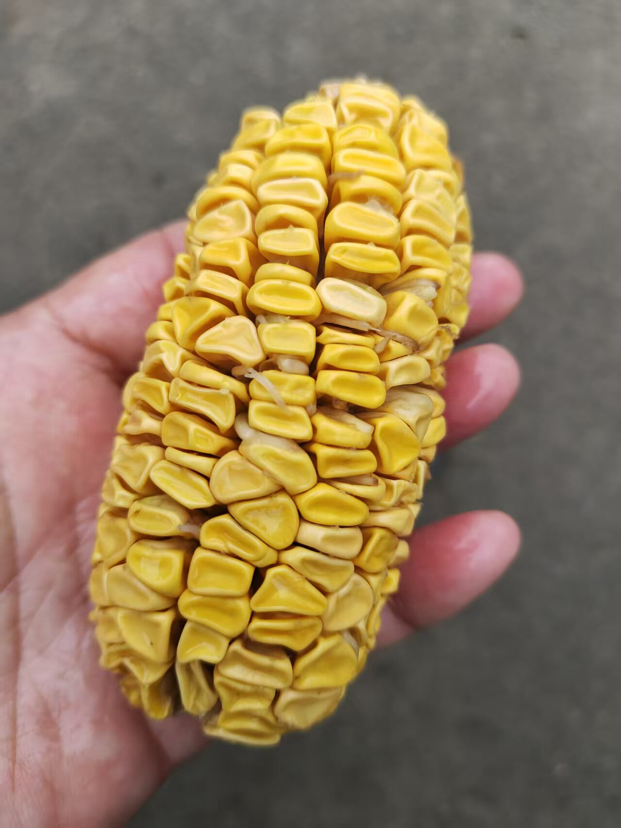 迷你小水果玉米甜玉米生食水果玉米阳台盆栽水果玉米四季蔬菜种子