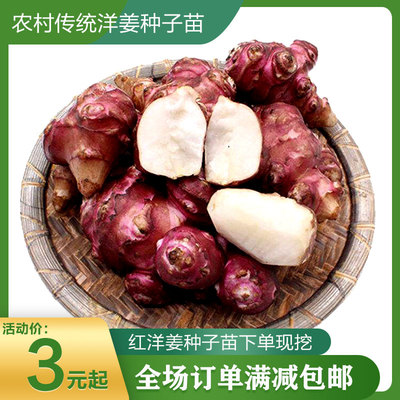 新鲜白红洋姜种子苗 野生鬼子姜 种球苗子酱菜腌菜甜阳姜 菊芋苗