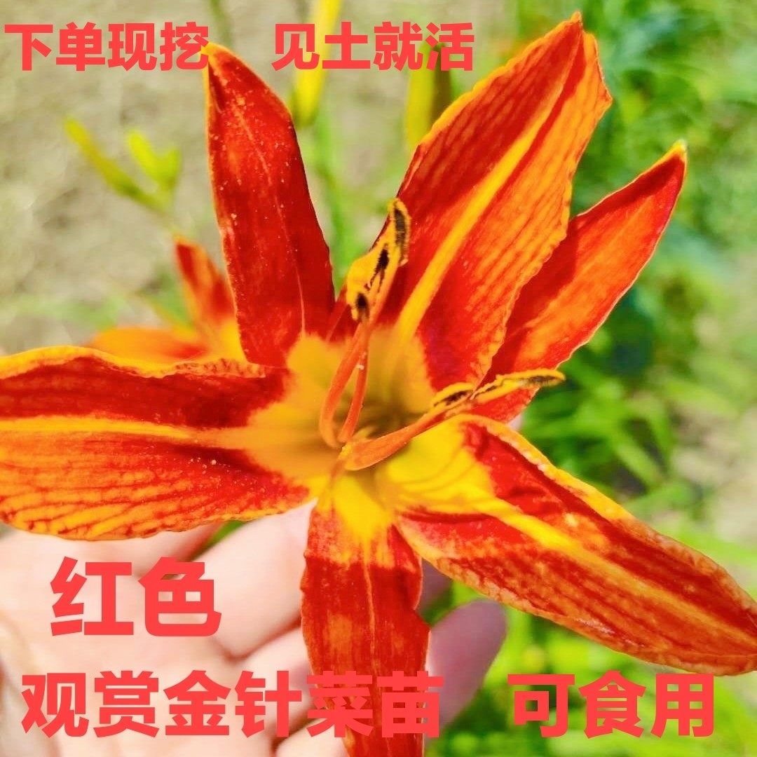 红花菜苗根 黄花菜苗根阳台庭院盆栽种植食用观赏金针菜 现挖现卖