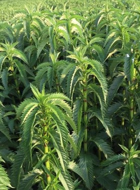 地参地藕地笋子虫草参地蚕子水三七旱藕银条菜种苗四季蔬菜种子苗