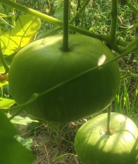 食用葫芦苹果葫芦大瓢菜葫芦种子籽 瓜条种子四季盆栽蔬菜种子苗