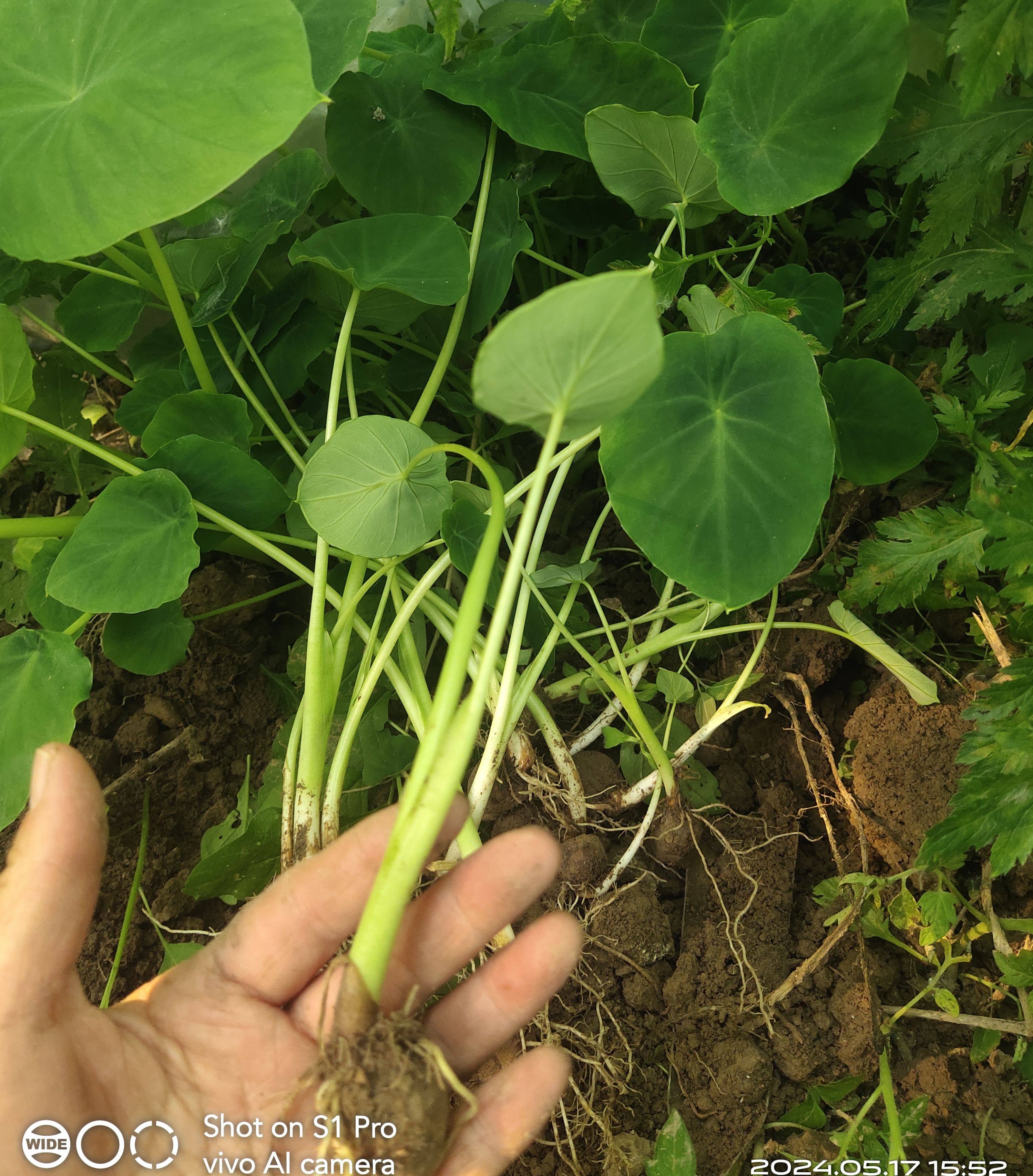 老品种小芋头种子苗滑糯芋艿农家种植白芽芋子阳台庭院盆栽种子苗