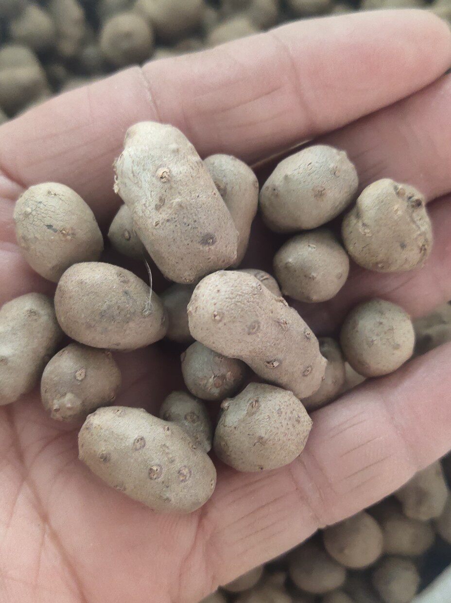 农家自产传统山药蛋种子零余子 阳台庭院盆栽老种子 可留种