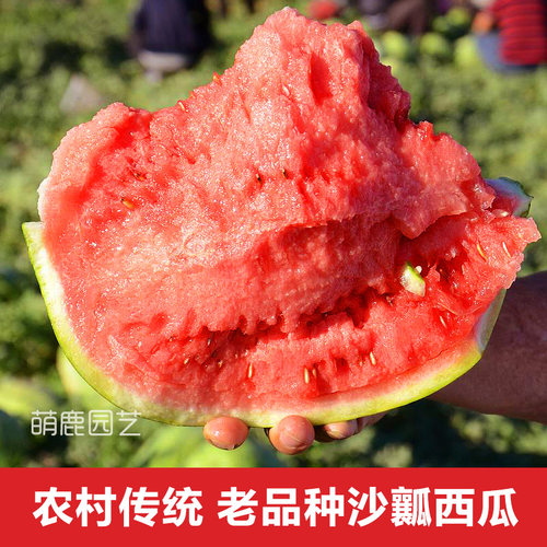 西瓜种子西瓜籽萌鹿园艺可留种