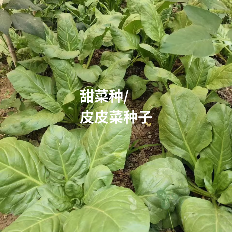 农家老品种甜菜种子 皮皮菜种子 青菜种子阳台庭院盆栽蔬菜种子苗