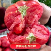 种 阳台盆栽四季 高产家庭园艺 老品种沙瓤西红柿 传家宝番茄种子