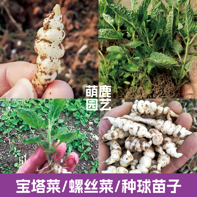 蔬菜种子甘露子螺丝菜地环螺丝菜