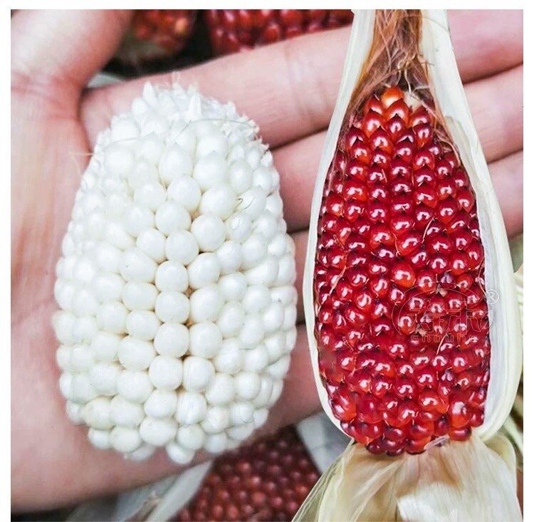 苹果水果甜玉米种子可生食观赏迷你拇指四季阳台盆栽孑草莓玉米种