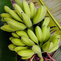 Freshly picked green plantains from Gaozhou, large plantains, and fresh horned plantains without ripening agents. Free shipping for 3, 5, and 9 pounds of fruits in season from Guangdong thumbnail 3