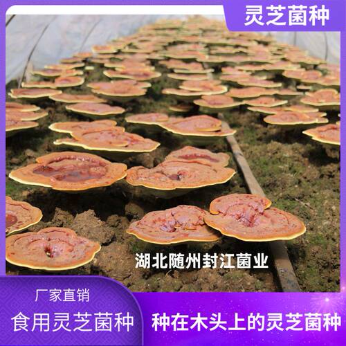 高产红灵芝菌种厂家直销