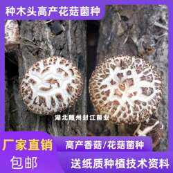 段木花菇菌种种在木头上的花菇菌种香菇种子菌种原种椴木香菇种子