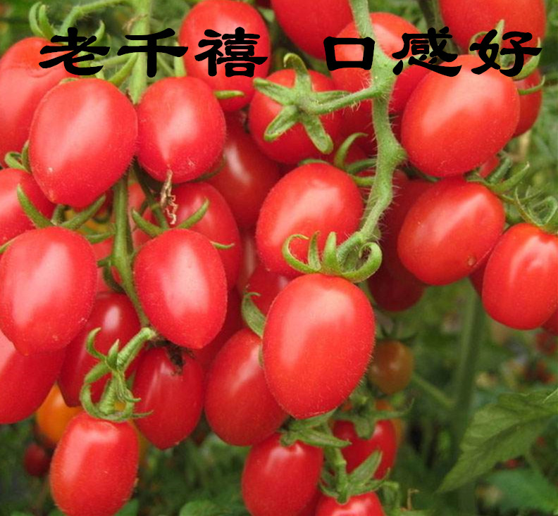 ̨ÍåÅ©ÓÑǧìûС·¬ÇÑÖÖ×ÓÅèÔÔË®¹ûСÎ÷ºìÊÁÃçʥŮ¹ûÃçËļ¾Ñǫ̂ÅèÔÔ