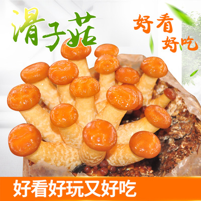 滑子菇喷水就长食用菌