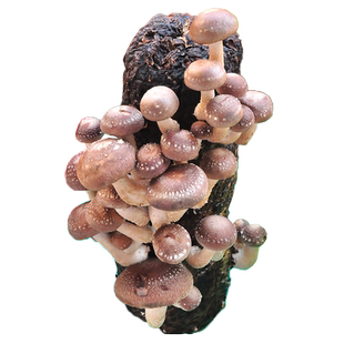 高产椴木香菇菌种树木头上种植花菇栽培种平菇蘑菇种植包菌种子