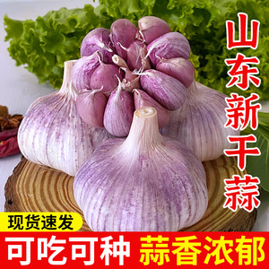 山东金乡干蒜新鲜紫白皮大蒜头农家自种5斤大蒜种子批发10斤种籽